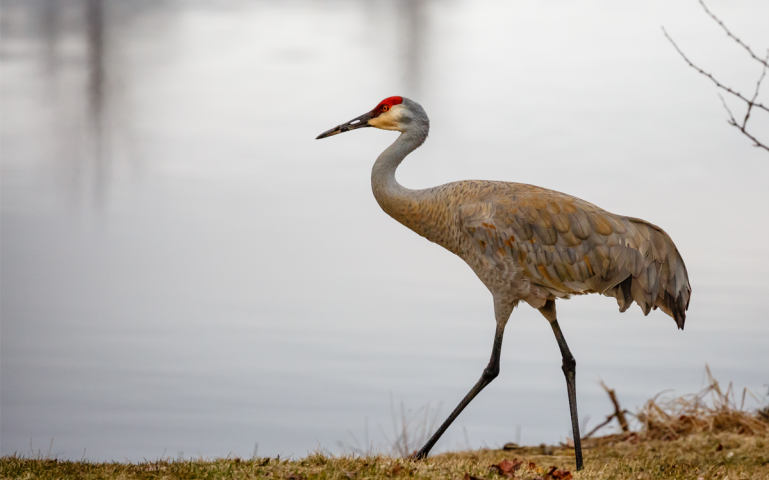 Sandhill-Crane-3